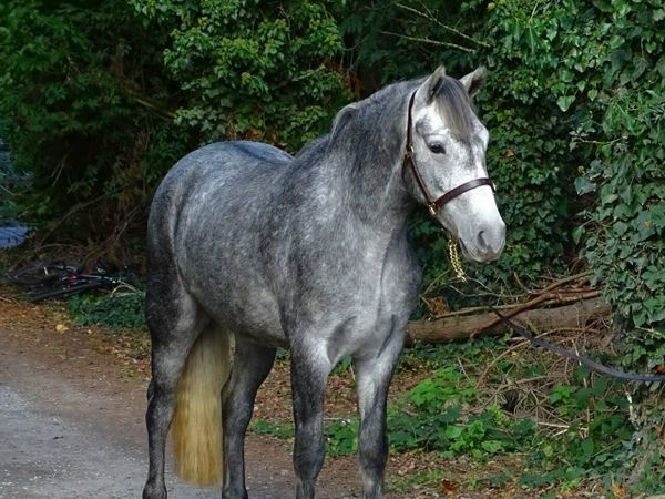 15h Connemara gelding - Main image
