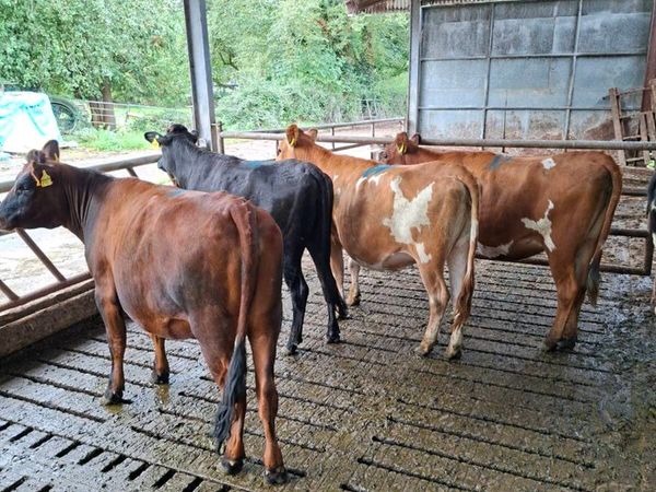5 Jex heifers - Main image