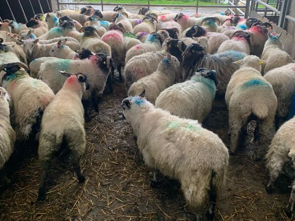 ✅store lambs✅ - Main image