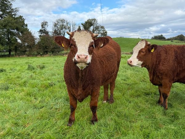 In Calf Heifers - Main image