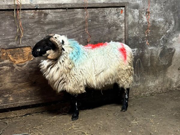 Horny Ram - Main image