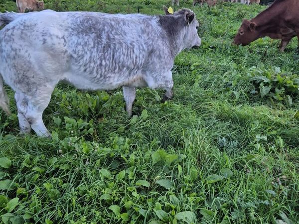 Heifer - Main image