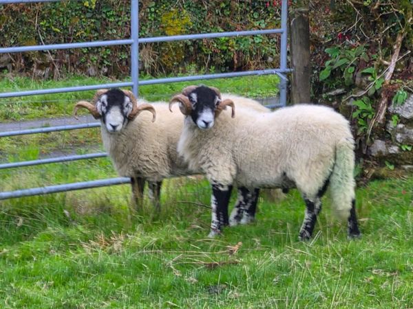 Swaledale rams - Main image
