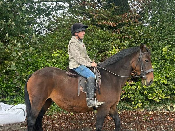 Horse - Main image