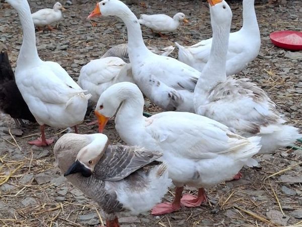Geese - Main image