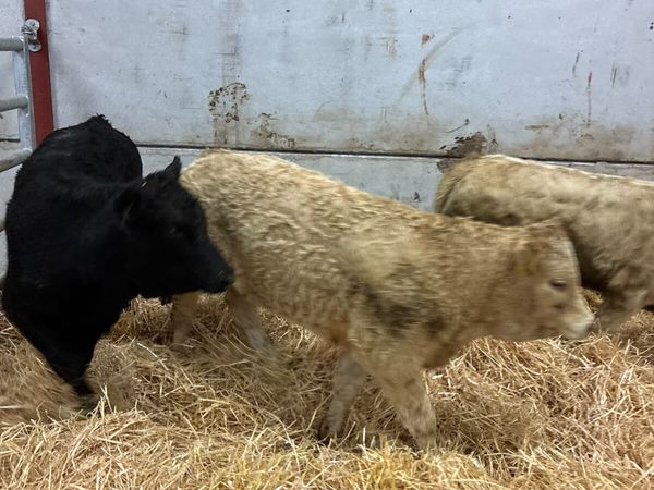 Lim and Charolais heifers - Main image