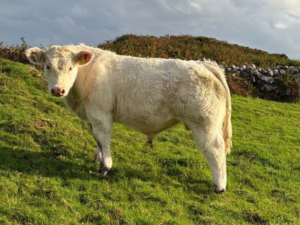 LOKI  and LOYAL bulls - Main image