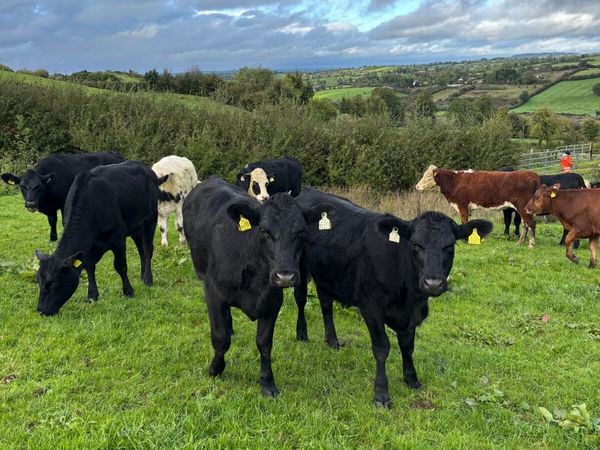 Weanlings - Main image