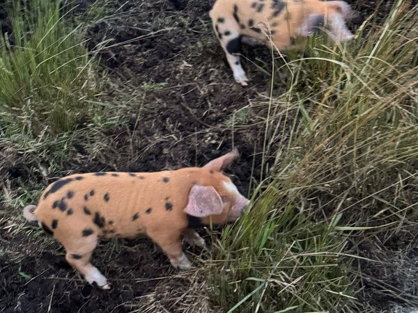 Piglets - Main image