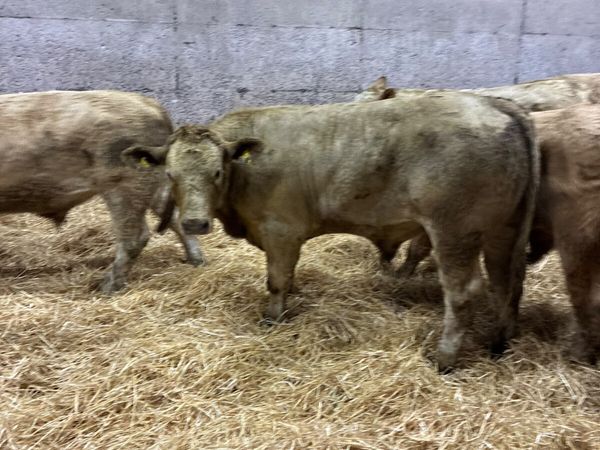 Charolais bullocks - Main image