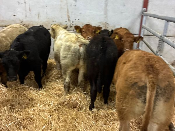 Charolais lim and Angus bulls - Main image