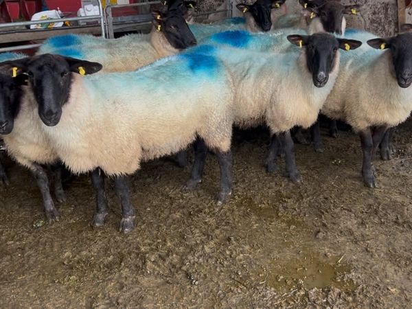 Suffolk Mule Hoggets - Main image