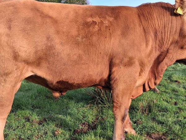 Easy Calving  PBR Limousin Bull   🌟 🌟 🌟 🌟 🌟 - Main image