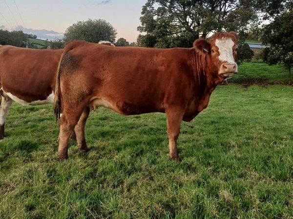 SPRINGING HEIFER - Main image