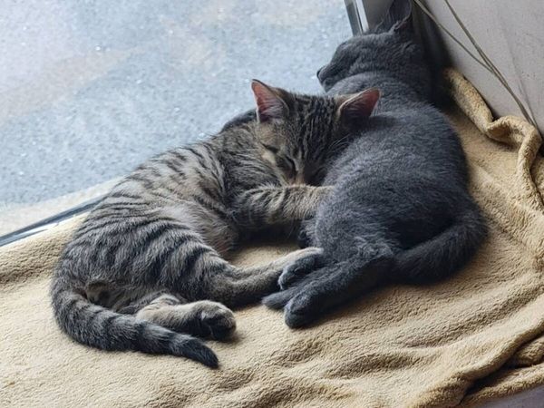 Kittens - Main image