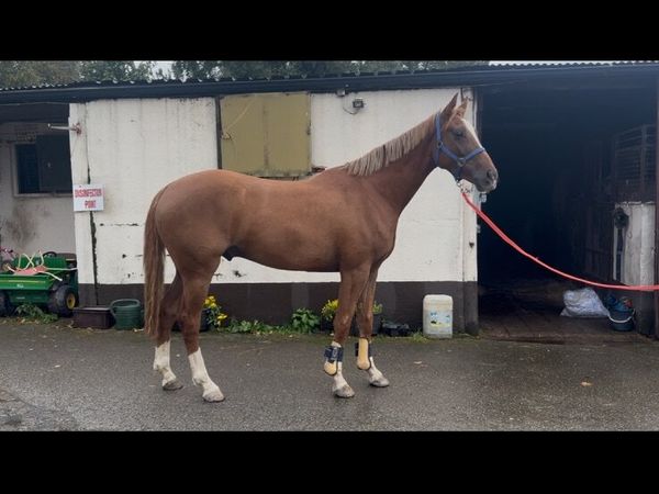 Horse - Main image