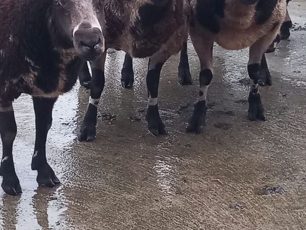 Great power Pedigree Spotted Dutch rams - Main image