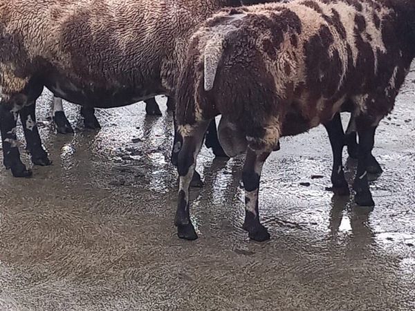Great power Pedigree Spotted Dutch rams - Main image