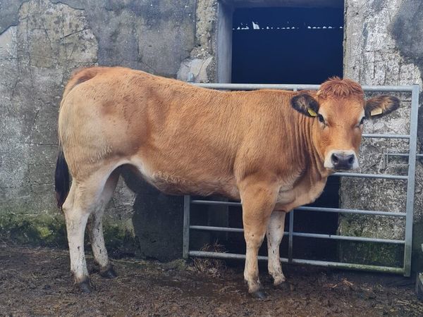 PT Heifer - Main image