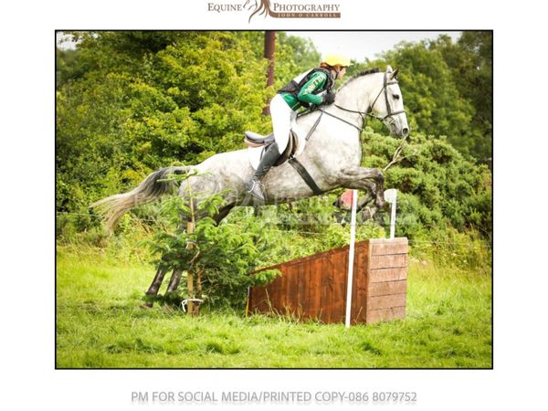 ⭐️Allrounder 7 yr old Mare ⭐️ - Main image