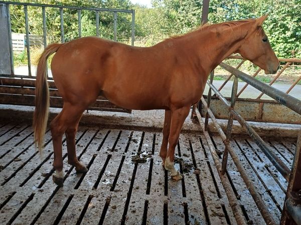 4 year old TB gelding - Main image