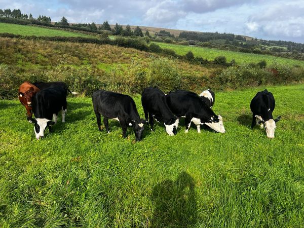 Heifers - Main image