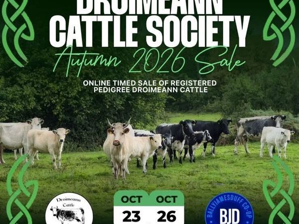 Droimeann Cattle Society - Main image