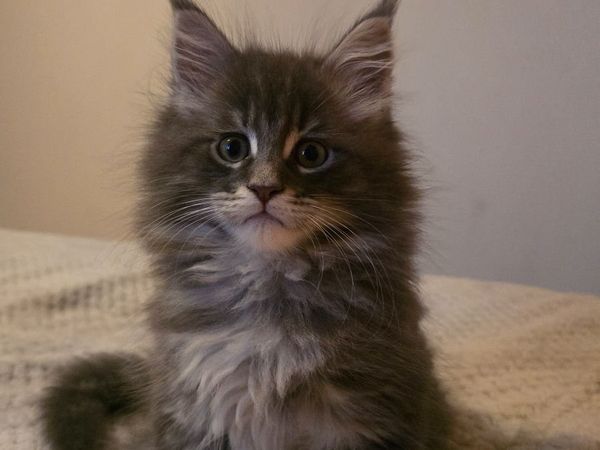 Kitten - Main image