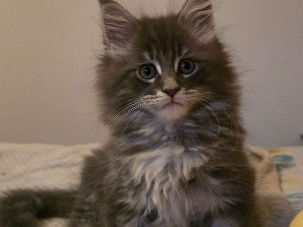 Kitten - Main image