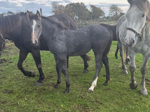 3 Irish Draught Filly Foals - Main image
