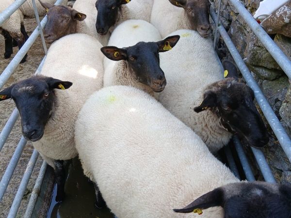 14 Suffolk Hoggets - Main image