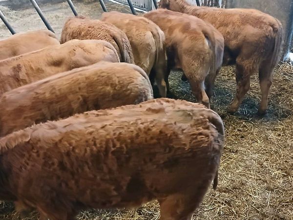 8 Smashing LMX  Heifer's for sale - Main image