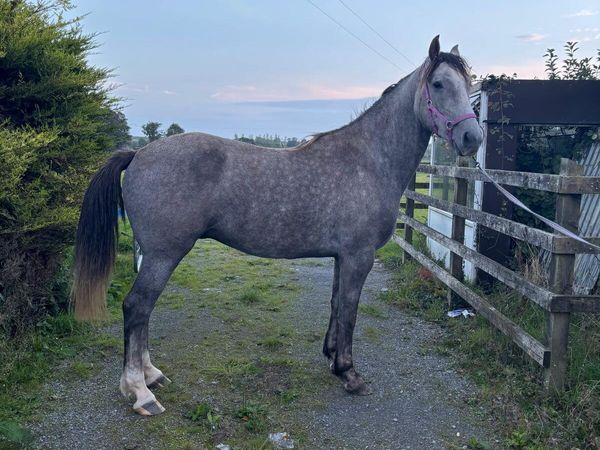 3 yr old Irish Draught Grey Gelding - Main image