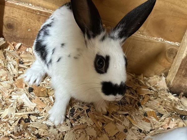 Baby rabbits - Main image
