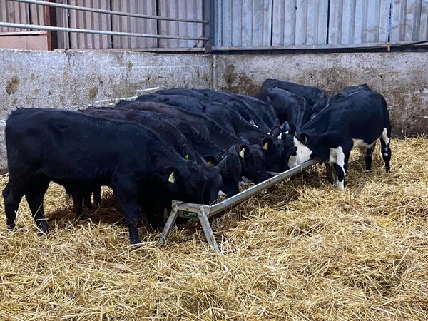 12 Bull Weanlings 5/6 Months Old @ Lissava - Main image