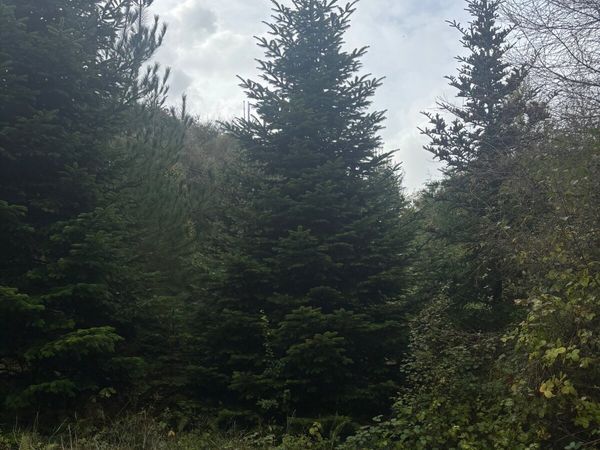Christmas Trees. (Large) - Main image