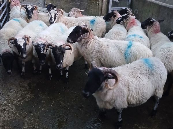 Sheep - Main image