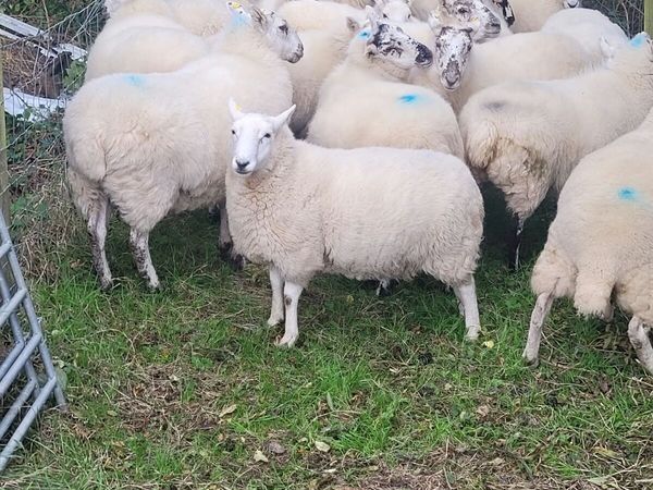 Coolaney Sheep Sale Co.Sligo 26/9/26 - Main image