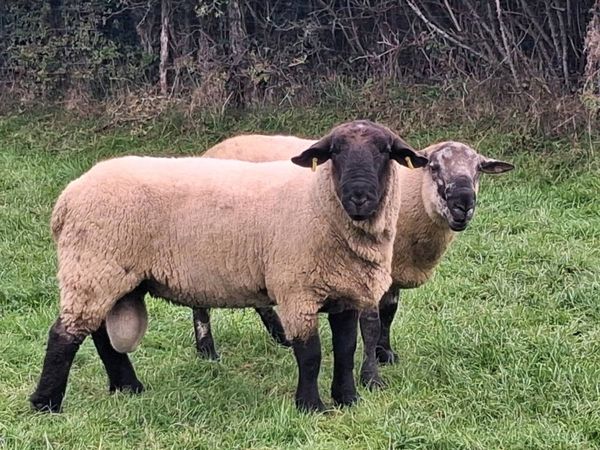 2 HOGGET RAMS FOR SALE - Main image