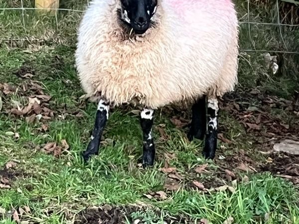 Ewe Lambs - Main image