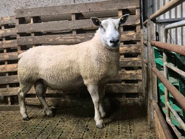 2 year old Abberfield ram - Main image