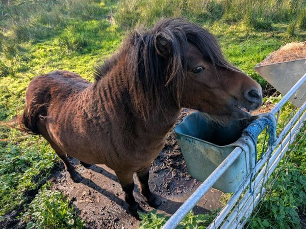 pony - Main image