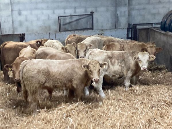 Super Golden Charolais Bull Weanlings - Main image
