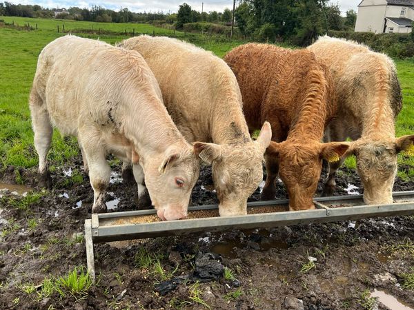 Charolais Heifer Weanlings - Main image