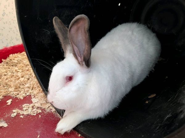 rabbits - Main image
