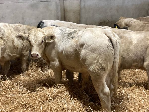 Super Charolais Bull Weanlings - Main image