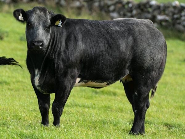 🐮70  Incalf Heifers-16th Oct 7.30pm🐮 - Main image