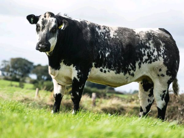 🐮70  Incalf Heifers-16th Oct 7.30pm🐮 - Main image