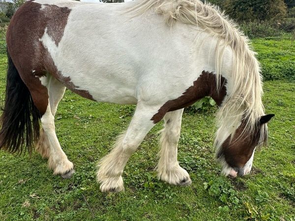 Cob mare - Main image