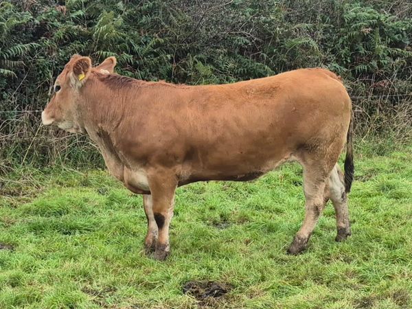 Parthenaise heifers for sale - Main image